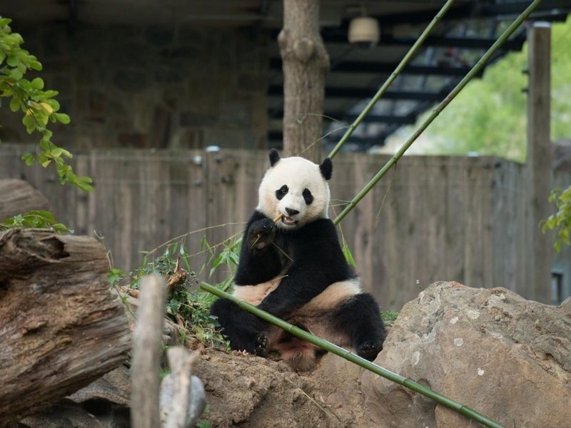 Панда ждет